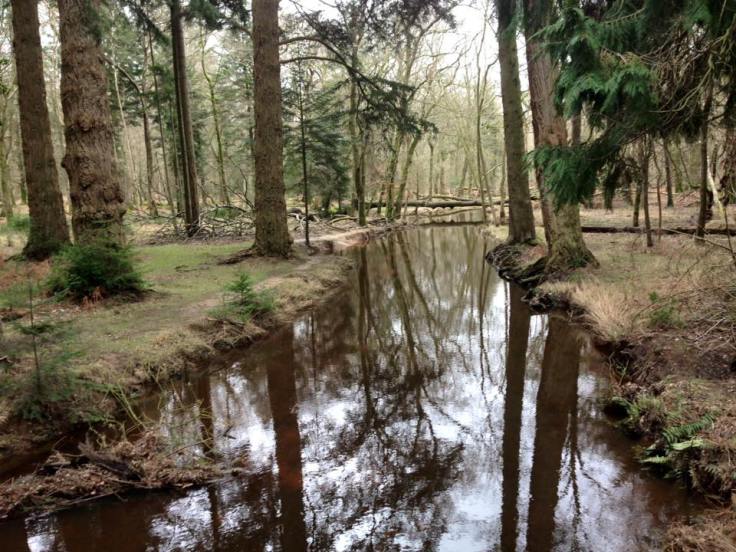 New Forest Tall Trees - Week Seven